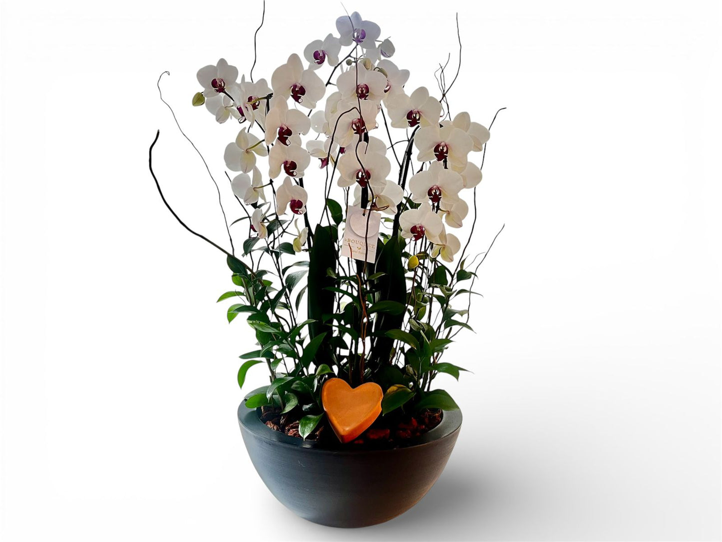 ORQUÍDEA EN CASCADA